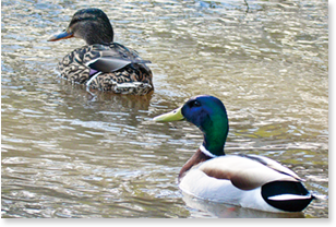 野鳥のオアシス